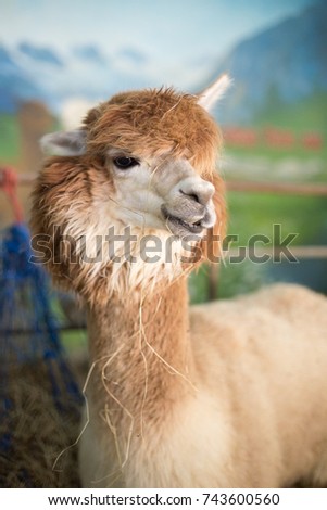 picture of alpaca