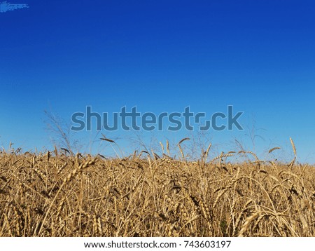 Golden yellow of a big wheat field, meadows, and closeup of a flower with selective focus. Ready to harvest.