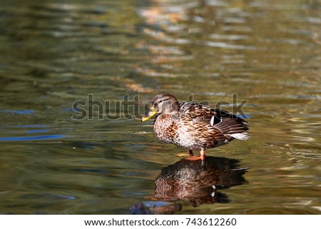 Mallard stands on a log fell into the water