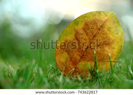 Fall leaves on lawn in autumn.