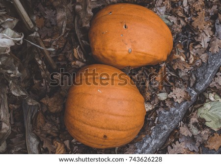 Two Pumpkins Orange Background Fall Halloween Autumn Seasonal Fresh Vegetable Leaves. Vintage Look