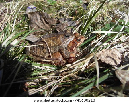 
Mating of frogs