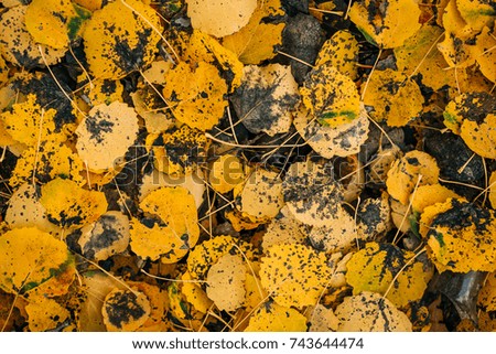 yellow leaves on the ground after rain in wood