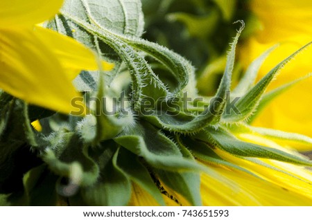 A flower of a sunflower, macro