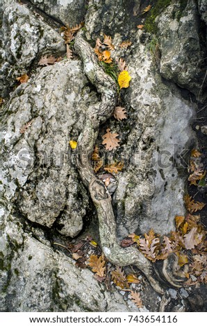 curve of the tree trunk between stones of rock