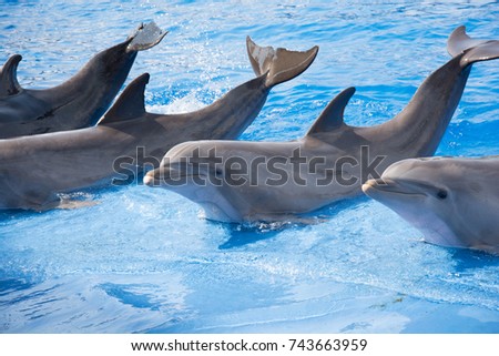 Dolphins dancing during a dance show in Valencia Spain 