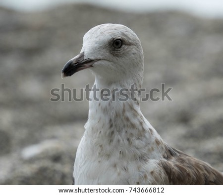 Seagull on the beach with grey and white colors.