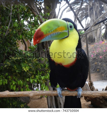 toucan on the tree