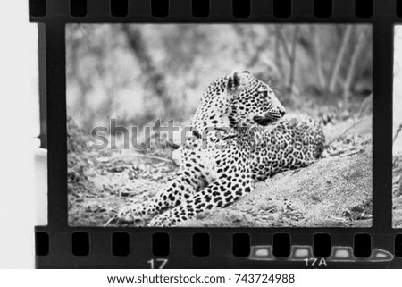 Analogic Photography - Leopard