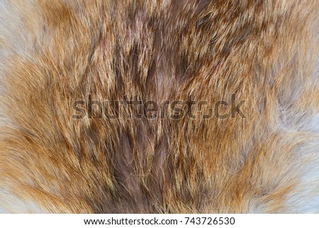 fox fur close up texture