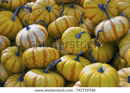 Pumpkin Gourd Festive Halloween Thanksgiving Texture