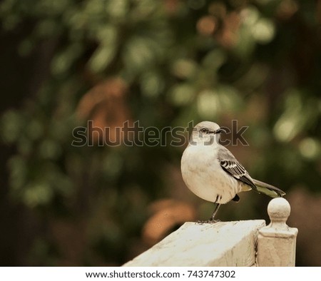 A single mocking bird perching on the white wooden fence enjoy watching and resting on the blurry garden background, Autumn in Ga USA.