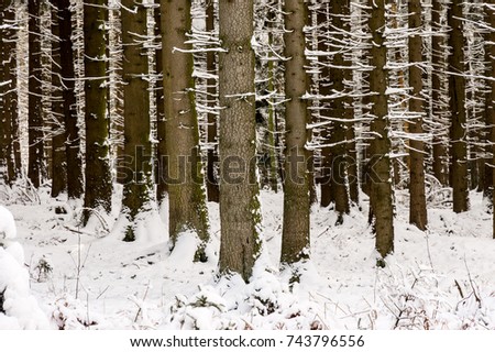 Graphical picture of trees in a Snow covered Winter forest at Raeren, Belgium, EU