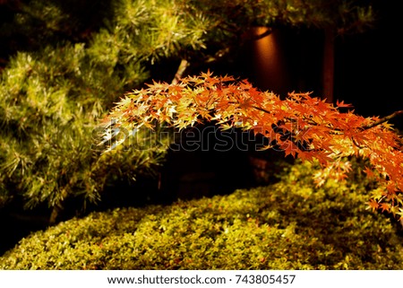 Beautiful Japanese Garden in Portland Oregon USA