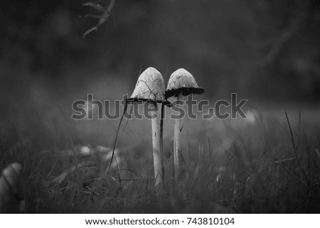  Two mushrooms close-up. Black and white photo.