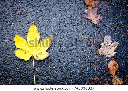 A yellow leaf fallen from the tree in autumn 