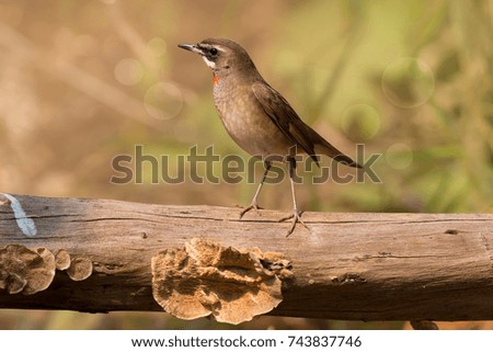 Brown small bird siberian rubythroat sunbathing in morning light with bokeh background, left side view.
Bird ,tiny red throated.