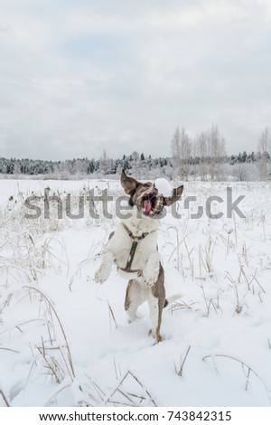 happy dog is looking for direction on blur background