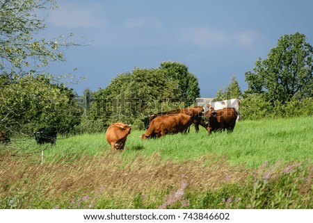 farm cows resting in the meadow near farm in the countryside