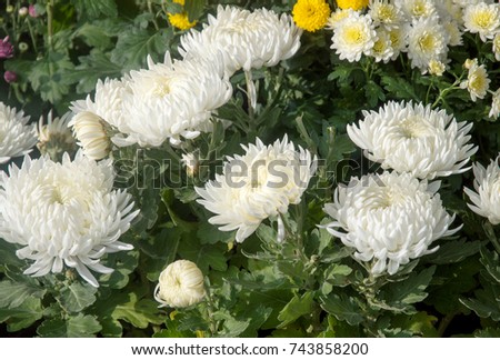 Multicolored spring flowers, closeup. Bunch of colorful flowers or flower bouquet with various flowers.