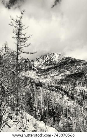 Spruce forest after natural disaster in High Tatras mountains, Slovakia. Winter natural scene. Black and white photo.