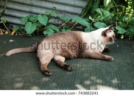 Thailand Cat lethargic.Siam cat sit on cement floor. Cat sit on white floor.
