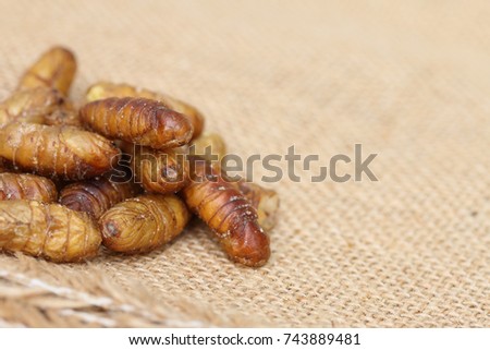 Close up of fried silkworm,Traditional Thai food