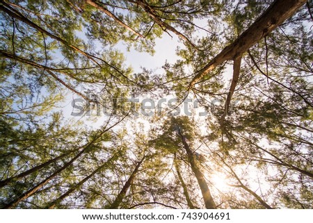 Pine tree from below, Low angel view