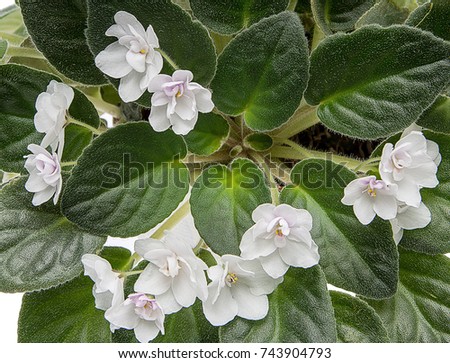 white violets flowers