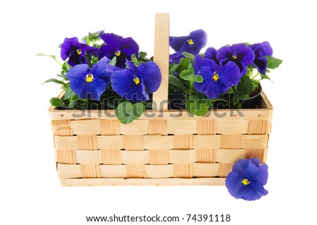 Basket full with Pansy blue flower plants