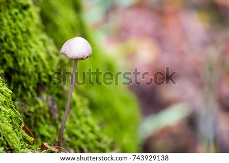 Macro photography of small magic mushroom growing on green moss.