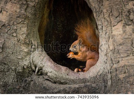 squirrel sits in the tree hollow and eat the nut Royalty-Free Stock Photo #743935096