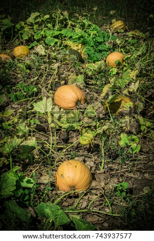 Ripe pumpkins growing on the field in autumn