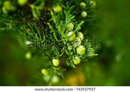 Branch of juniper with fruit.