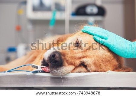 Dog in the animal hospital. Golden retriever lying on the operating room before surgery. Royalty-Free Stock Photo #743948878
