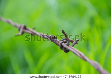 barbed wire

