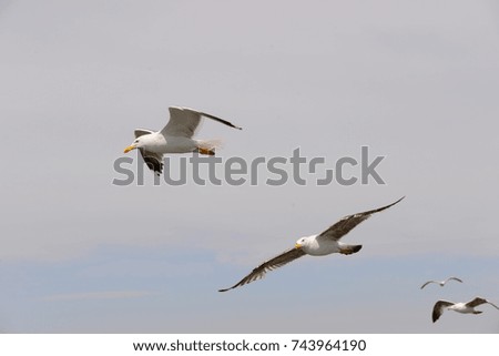 flying seagull in spain