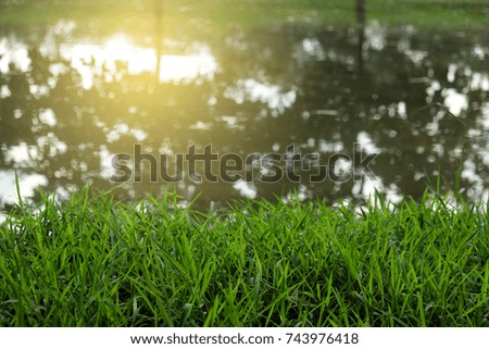 green grass with water reflection background