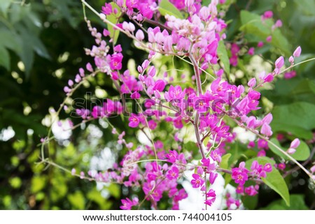 Beautiful mexican Creeper flower,Coral Vine,Bee Bush or chain of love,Pink blooming.