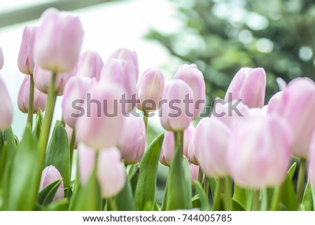 pink tulips in the garden blur background.