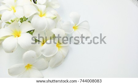 Plumeria flowers on white background.