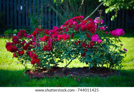 Bright rose bush in a garden. Toned.