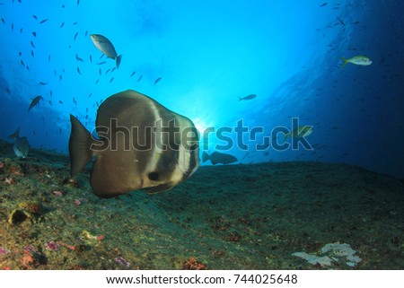 Batfish spadefish fish