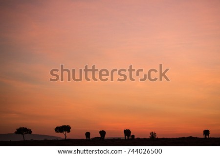 The elephant grazes on the background of the sunset sky, Kenya