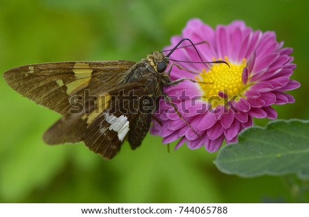Silver-spotted Skipper gathering nectar. Butterfly of the Hesperiidae family,subfamily Pyrginae