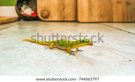 Little green Hawaiian lizard on the floor