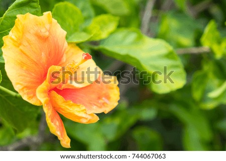 Hibiscus in garden