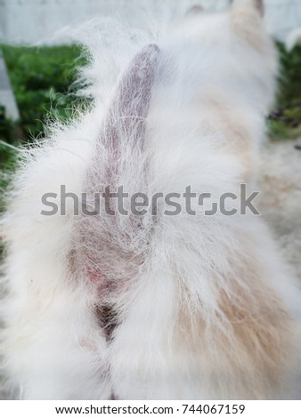 The Dermatitis in dog,show disease on dog tail.hair fall.blurry light background