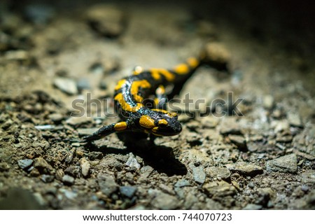 Salamander in cave