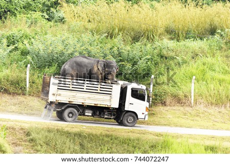 Elephant on the ride